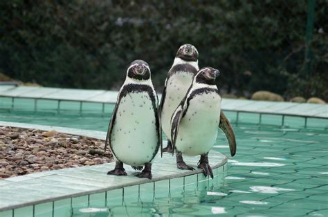 Black And White Penguins · Free Stock Photo