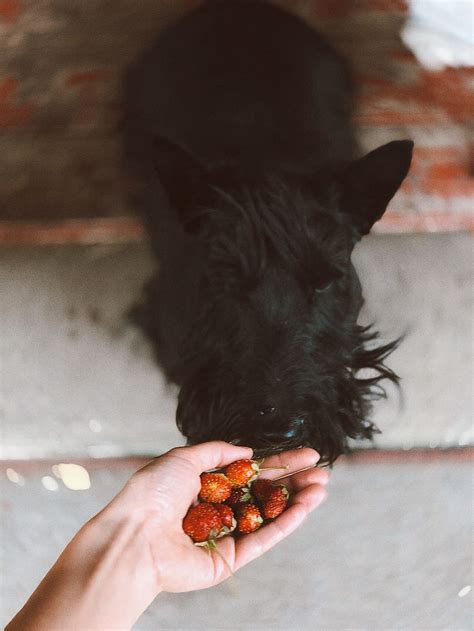 dog, smelling, fruit, food, strawberry, highland, black dog, pet, animal, woman | Pxfuel