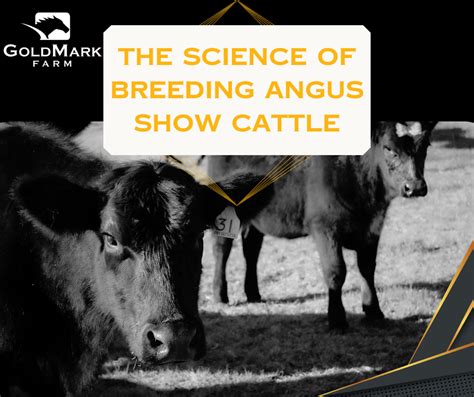 Breeding Angus Show Cattle | The Science