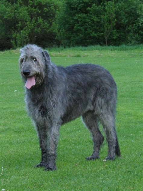 Irish Wolfhound Dog Breed » Information, Pictures, & More