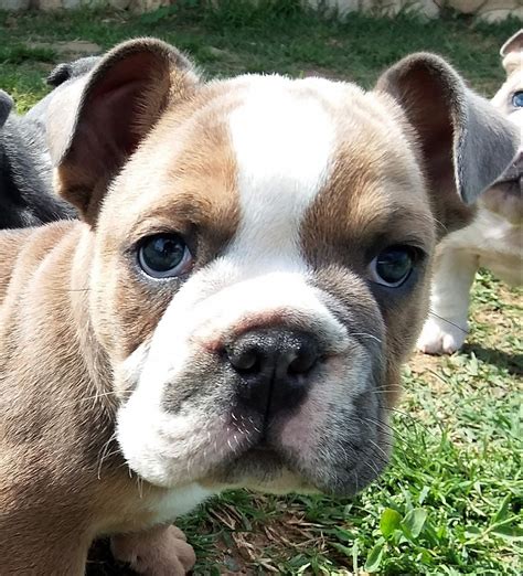 English Bulldog Puppies For Sale | Norco, CA #291837