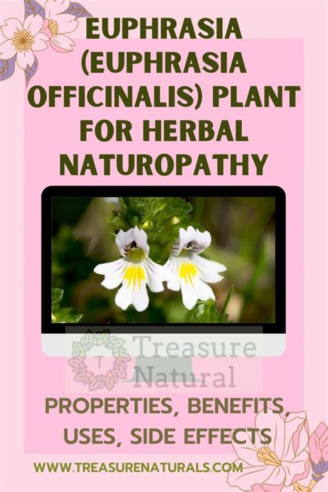 Euphrasia (Euphrasia officinalis) plant for Herbal Naturopathy: properties, benefits, uses, side ...