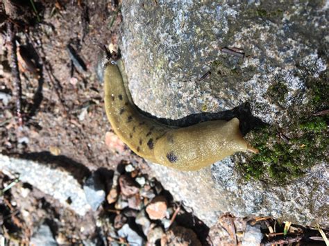 Banana slug! : r/neature