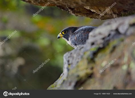 Peregrine Falcon in nature habitat — Stock Photo © OndrejProsicky ...