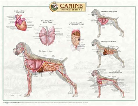 Canine Anatomy | HD Wallpapers Plus