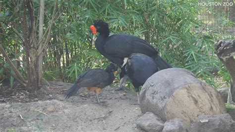 Rare endangered wattled curassow bird hatches at Houston Zoo | khou.com