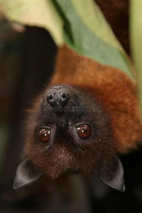 Flying fox bat stock photo. Image of hairy, hanging, tioman - 15459390