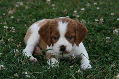 The Epagneul Breton: A Versatile And Loyal Hunting Dog