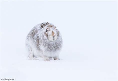 Mountain Hare | Mountain Hare Southern Cairngorms Scotland. | cameron Livingstone | Flickr