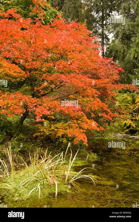 Fall colors in the Washington Park Arboretum of Seattle, Washington ...