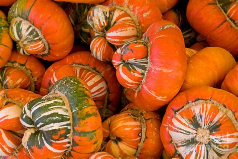 Turban Squash Photograph by Richard and Ellen Thane - Fine Art America