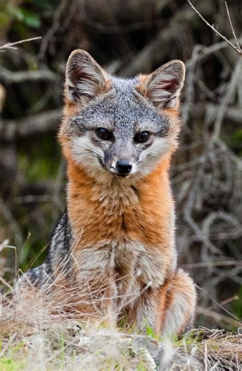 Island Fox - Urocyon littoralis catalinae | Fox, Animals beautiful, Wild dogs