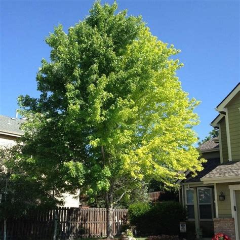 Autumn Blaze Maple Tree | Rapid Grower With Vibrant Fall Color ...