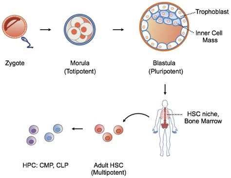 In The Diagram Where Do Pluripotent Stem Cells Come From - Wiring Site Resource