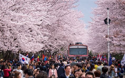 Jinhae Cherry Blossom Festival | Cherry blossom festival, Cherry blossom, Blossom