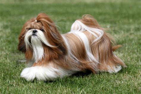 Shih Tzu Haircuts: 24 Hairstyle Ideas For Your Pet