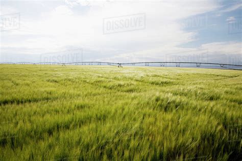 Barley field - Stock Photo - Dissolve