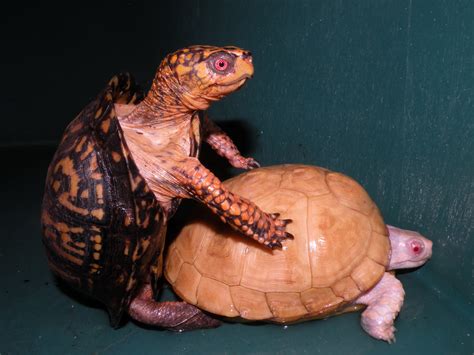 Albino turtles