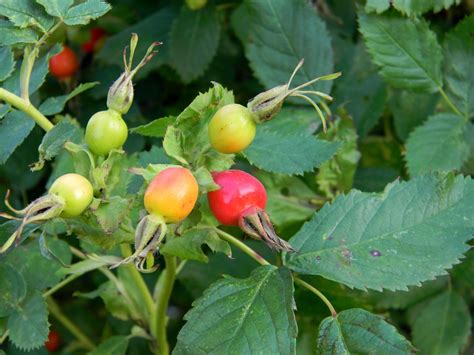 Free Images : fruit, berry, flower, summer, bush, food, produce, autumn, shrub, rose hip, rosa ...