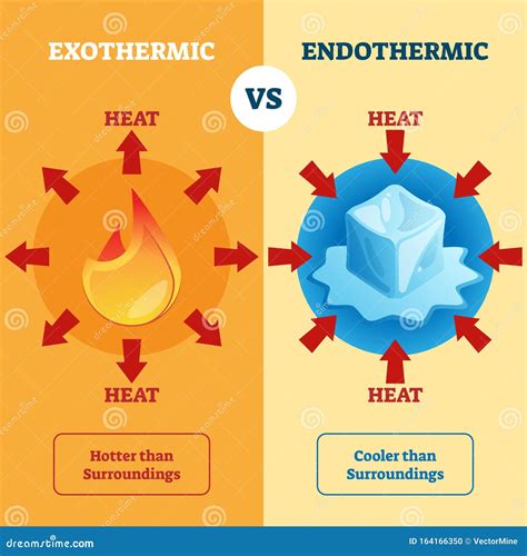 Endothermic Vs Exothermic Reactions Infographic Diagram Cartoon Vector ...