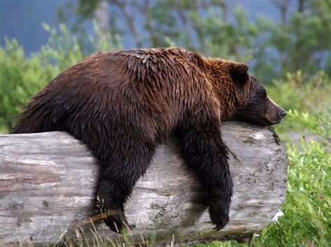 Grizzly Bear | Animal Wildlife