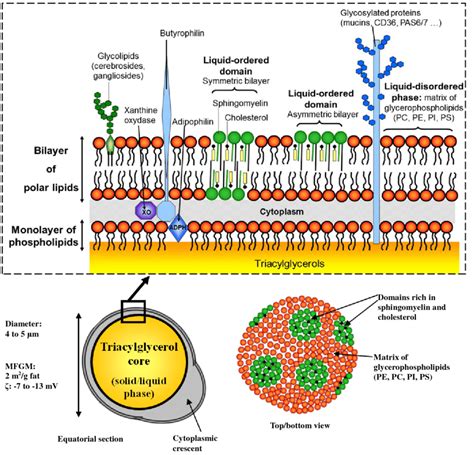 Structure of milk fat globules and schematic representation of the milk ...