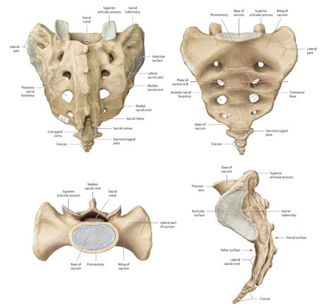 Sacrum | Education | Pinterest