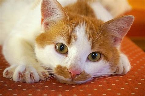 7 Symptoms of Deafness in Cats (Vet-Approved Content)