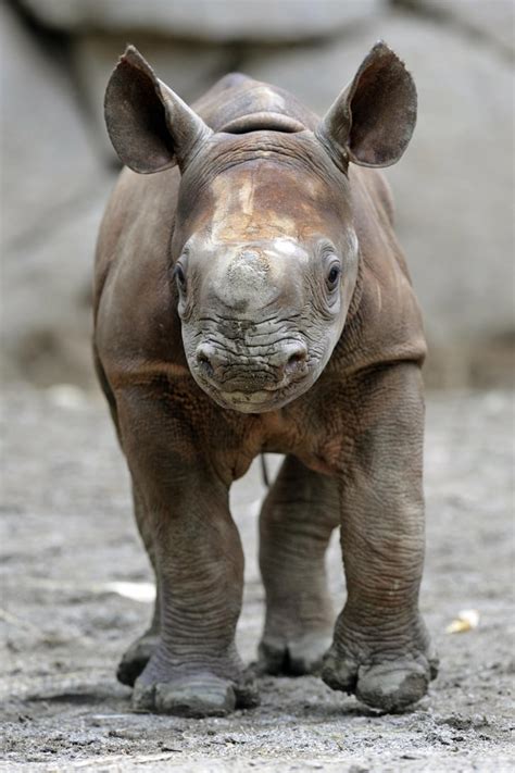 Baby Black Rhino at Tokyo's Ueno Zoo! Photo 6