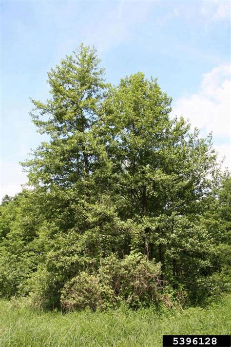 European Black Alder - Ontario Invasive Plant Council