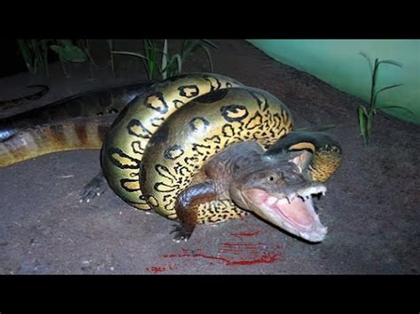 Real Anaconda Attacks