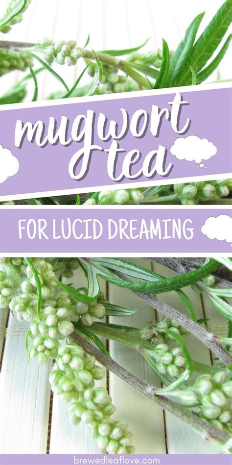 Mugwort Tea for Lucid Dreaming in 2023 | Mugwort tea, Lucid dream herbs, Dream herbs