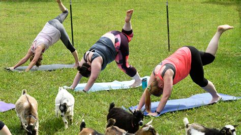 Goat Yoga Is the Most Damning Evidence Yet That the Novelty Yoga Is Out of Control | GQ