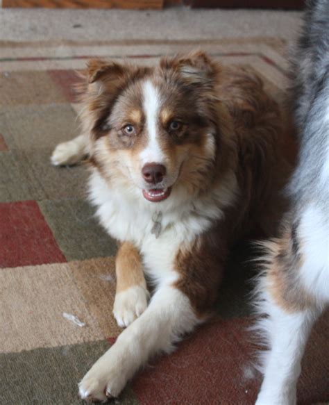 ADOPTED: NS 0850 Neekoh Red Merle Mini ... (With images) | Mini australian shepherds, Australian ...