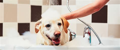 How Do Groomers Groom Dogs