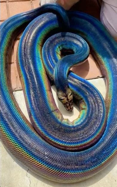 This Gorgeous Rainbow Snake famous for their ᴜпіqᴜe rainbow color reflections when exposed to ...