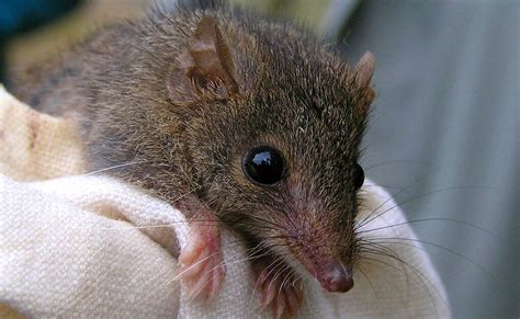 How to tell the difference between an antechinus and rat | The Advocate - Hepburn | Hepburn, VIC