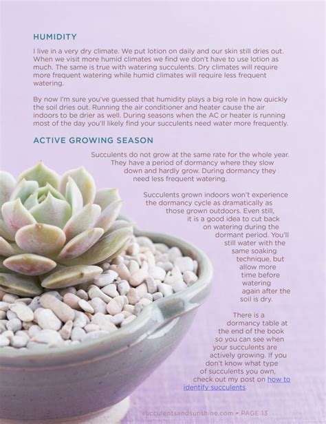 How to Water Succulents: An In-depth Guide Ebook | Succulents and Sunshine