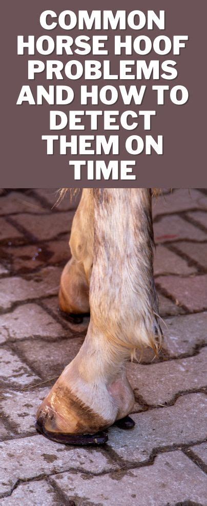 Common Horse Hoof Problems and How to Detect Them on Time | Hooves, Horses, Mini horse