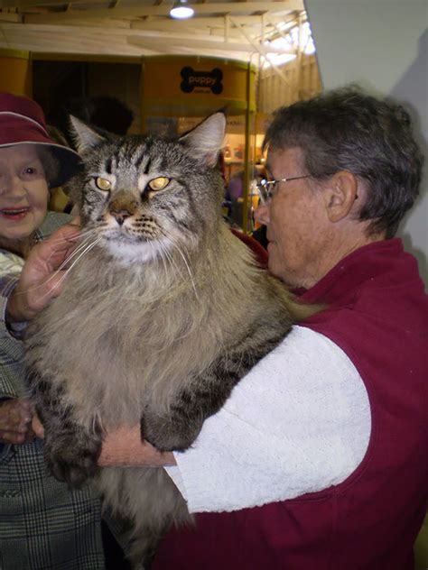 20+ Of The Biggest Pet Cats Ever | Bored Panda