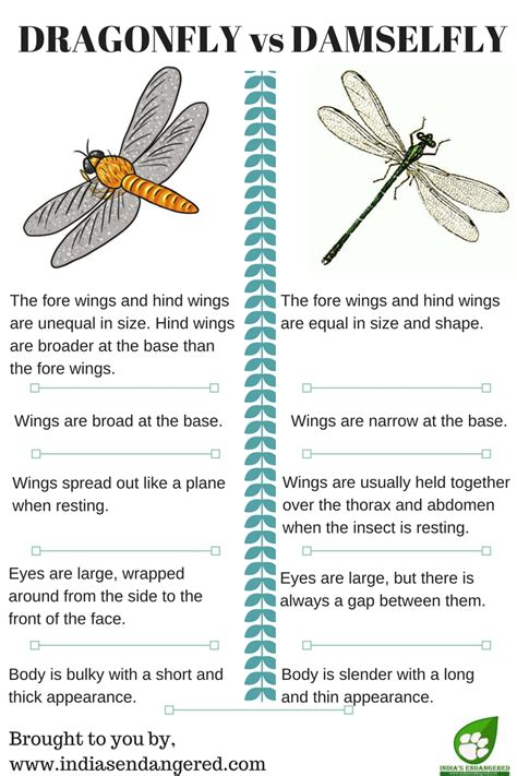 Damselfly Life Cycle