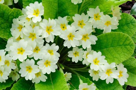 Primrose Birth Flower: Appreciate The Sacred Flower Symbolism - Plantisima