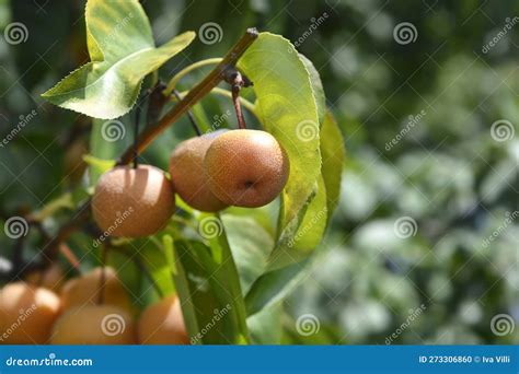 Japanese pear stock photo. Image of asian, green, pyrus - 273306860