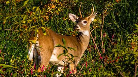 Louisiana Sportsman