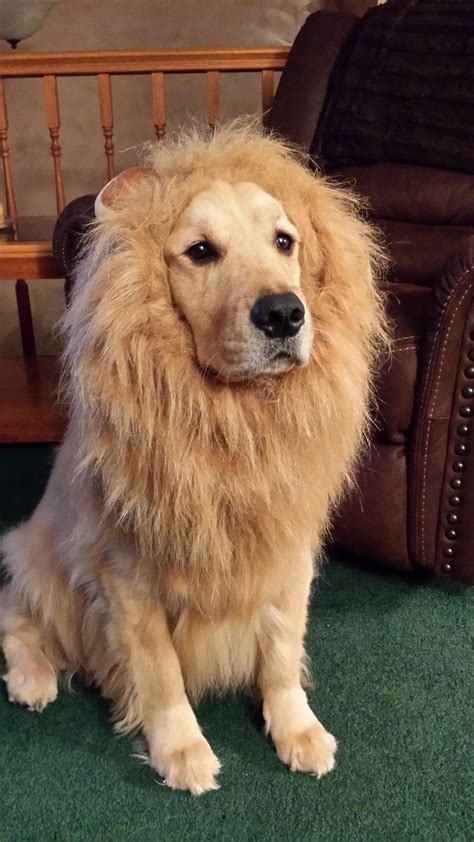 Cosmos Golden Retriever Lion costume | Dog lion costume, Golden retriever dog costume, Golden ...