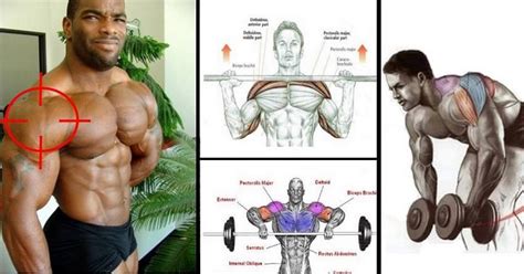 Training Plan & Exercises For Ultimate Shoulder Mass - GymGuider.com