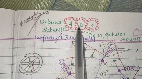 Centrioles,cilia and flagellar - YouTube