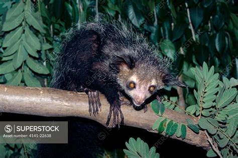 aye-aye endangered species daubentonia madagascariensis native to ...