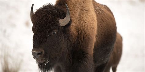 Wyoming Governor Donates Bison Hunting License for Wildlife Conservation