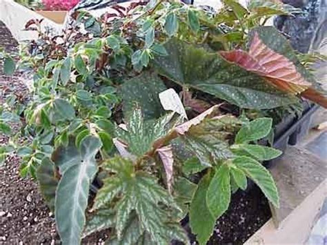 Begonia Cane Types Collection (5 Plants) - Glasshouse Works